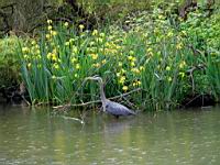 Heron cendre et Iris des marais (Photo F. Mrugala) (1)